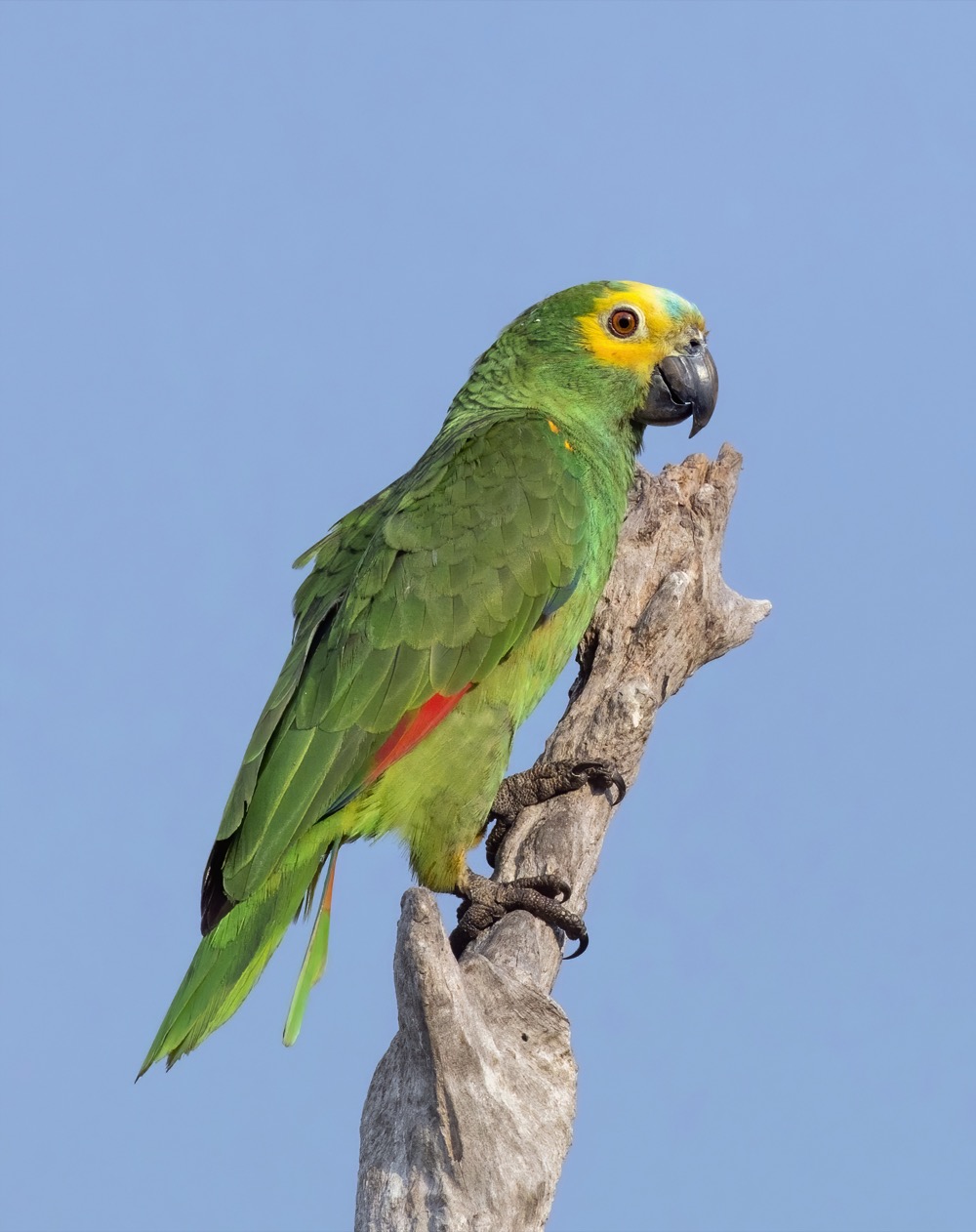 Blue-fronted Amazon Parrot