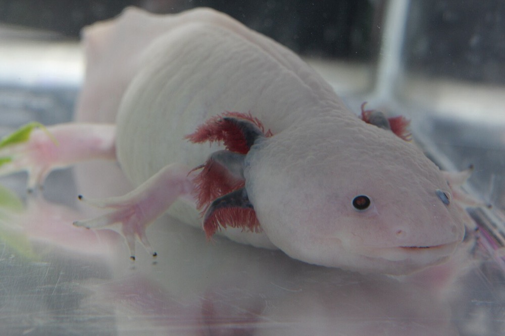 Axolotl