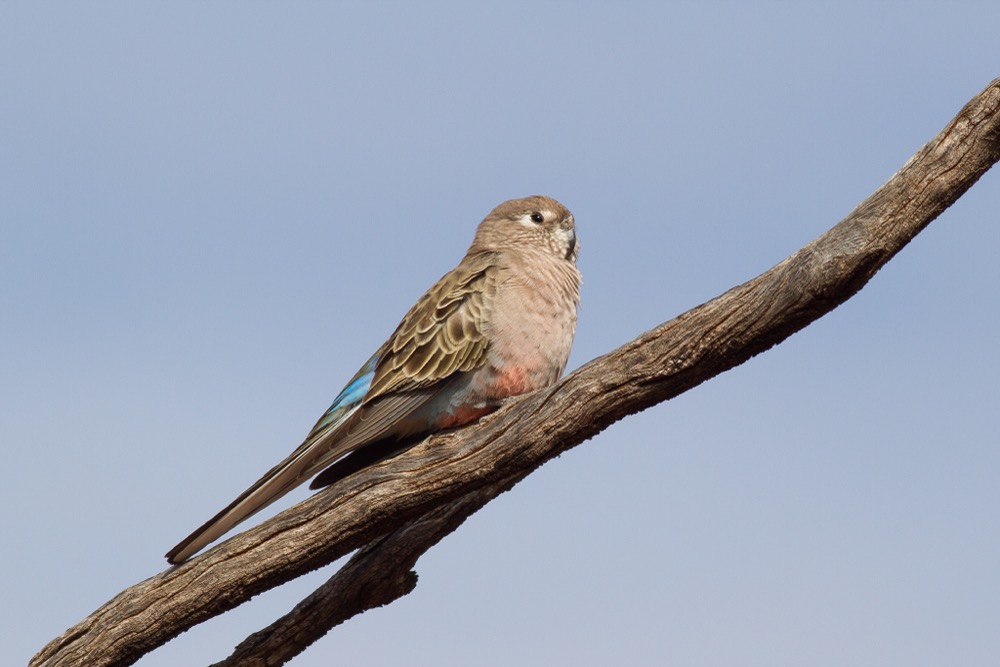 Bourke's Parakeet