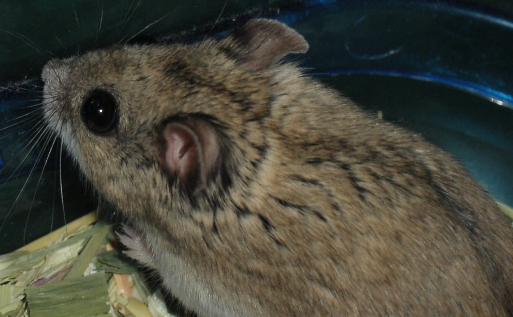 Chinese Hamster
