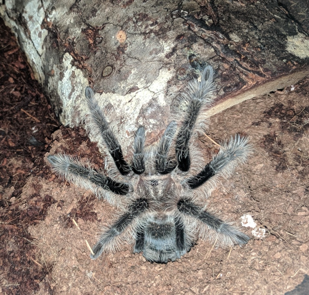 Curly Hair Tarantula