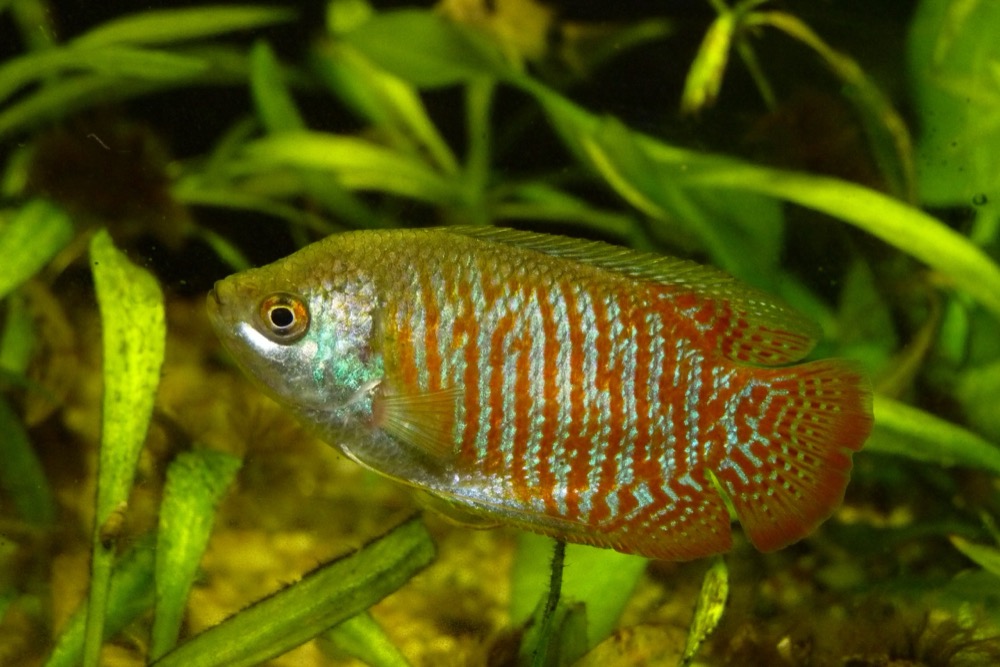 Dwarf Gourami
