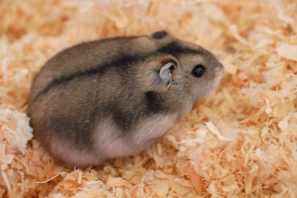 Dwarf Hamster