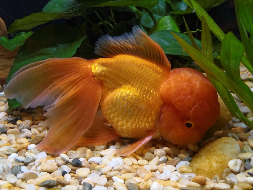 Fancy Goldfish