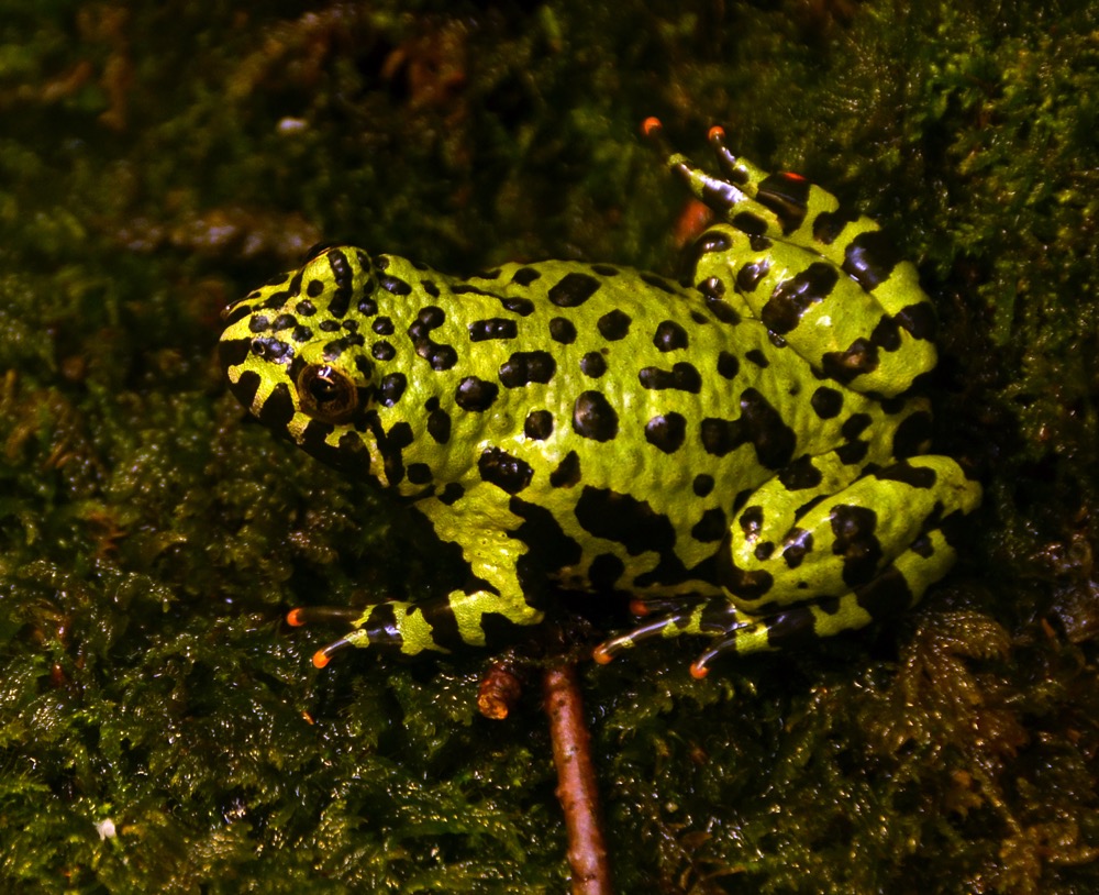 Fire-bellied Toad