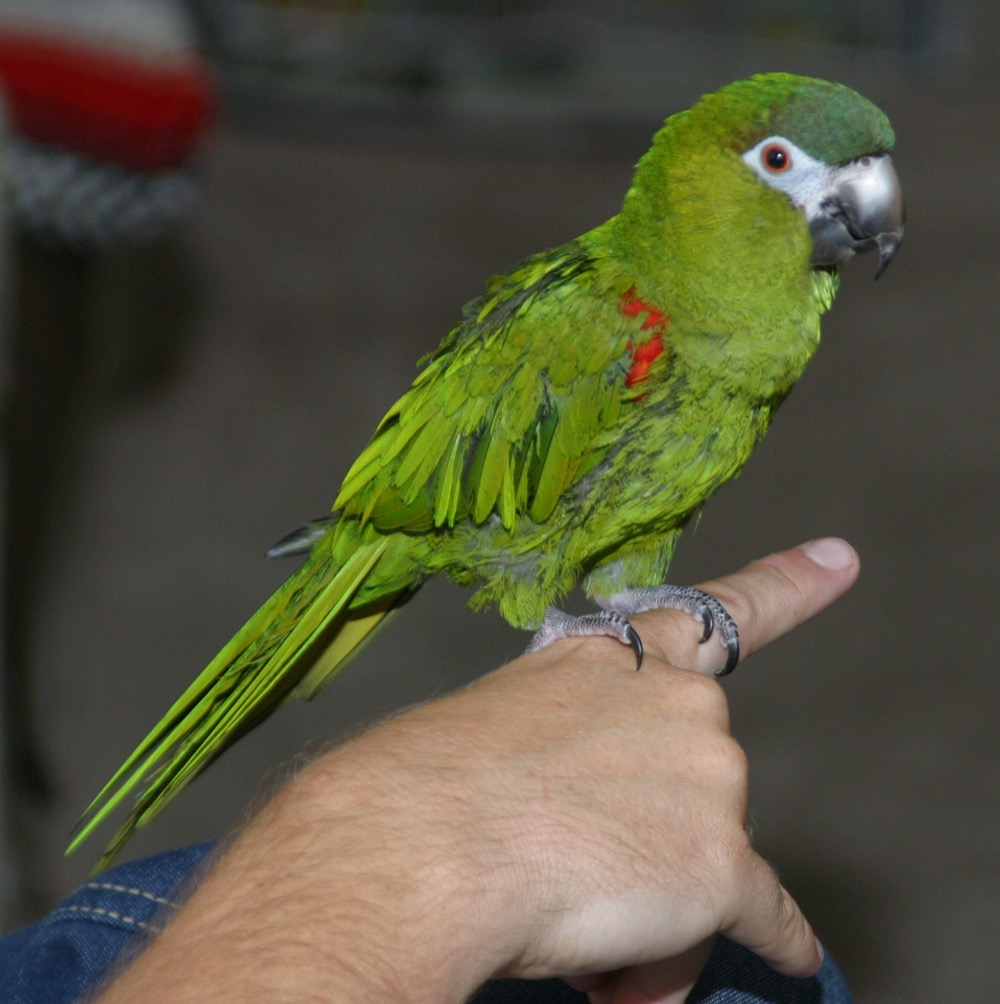 Hahn's Macaw (Red-shouldered Macaw)