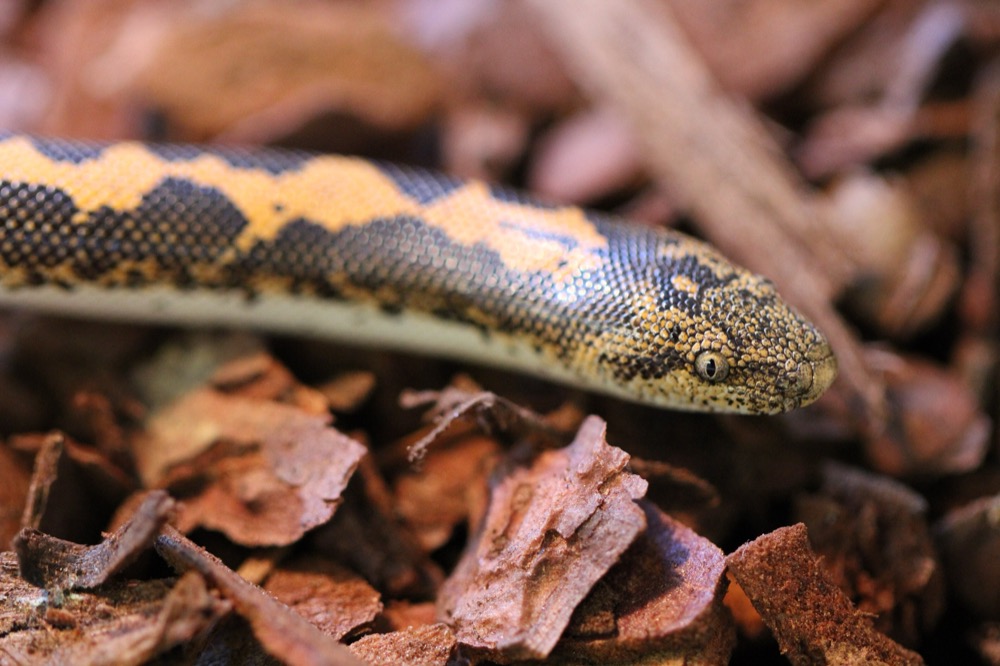 Kenyan Sand Boa