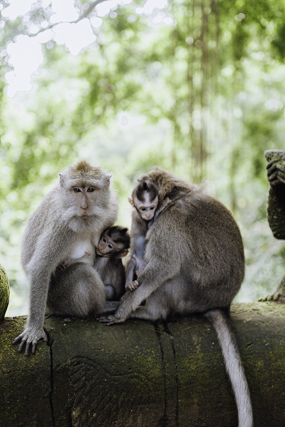 You met a wild macaque