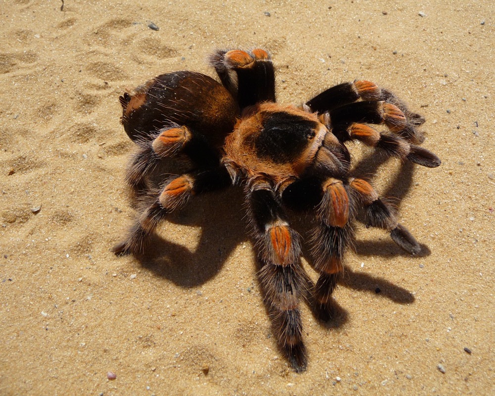 Mexican Red Knee Tarantula
