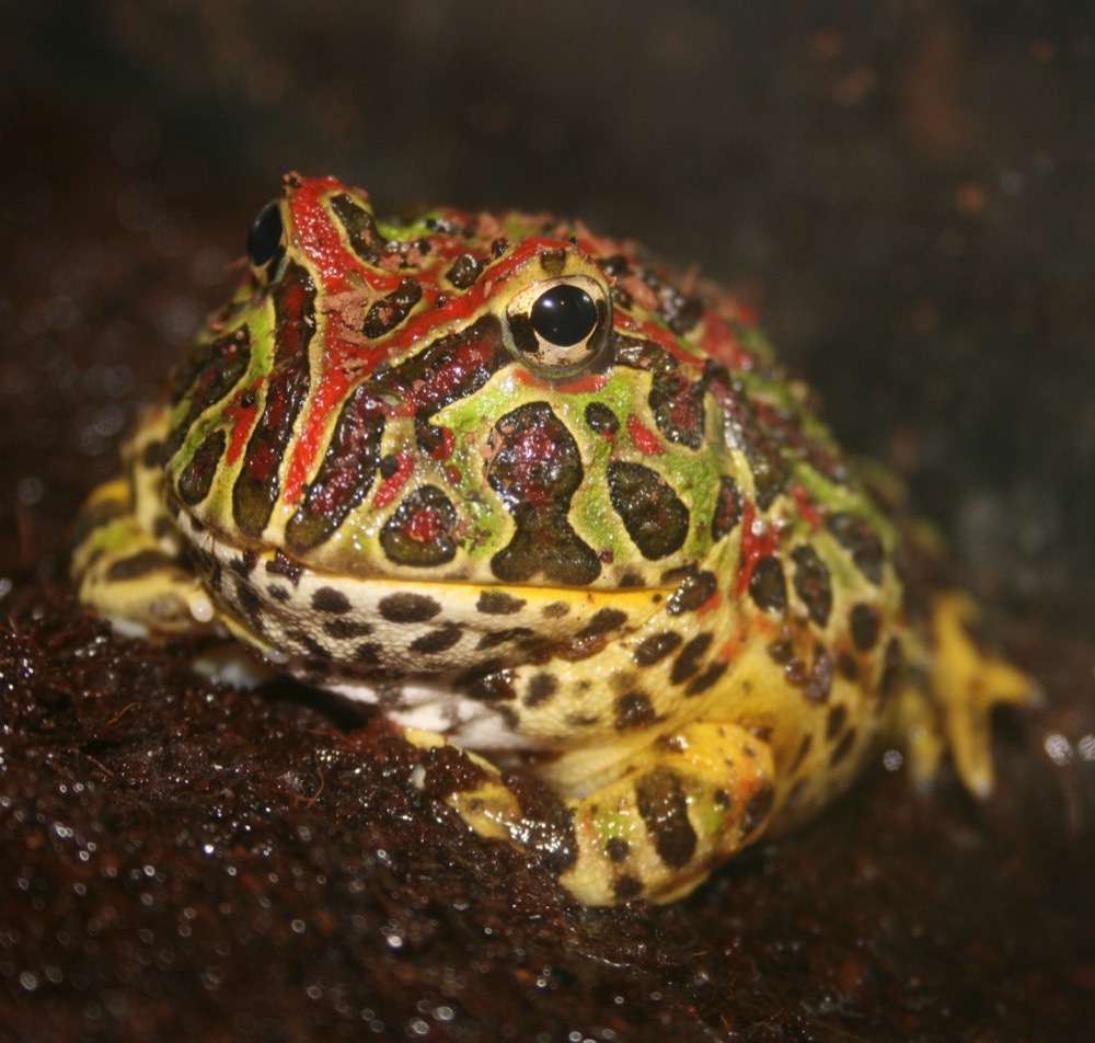 Pacman Frog (Ornate Horned Frog)