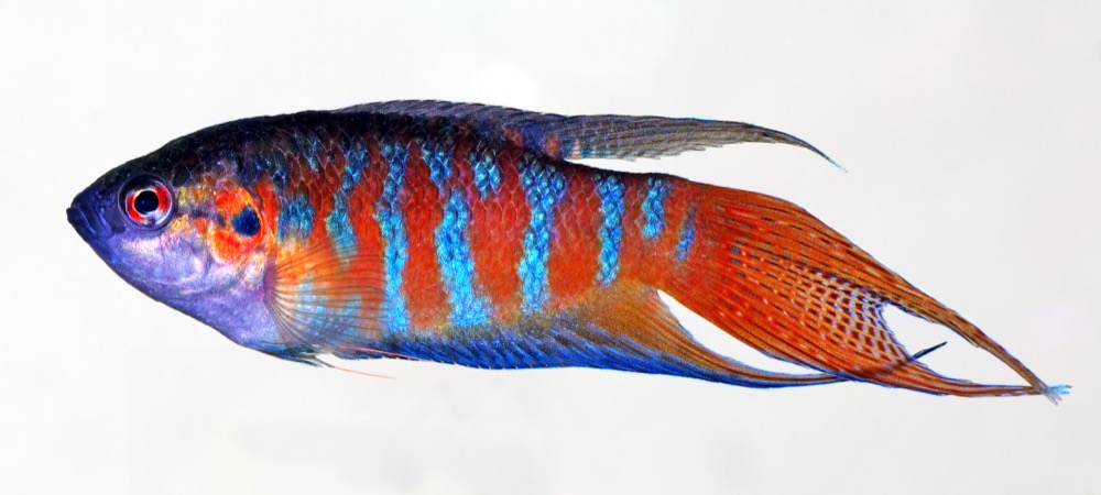 Paradise Fish