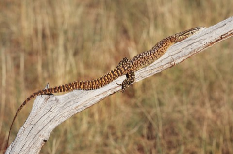 Ackie Monitor (Spiny-Tailed Monitor)