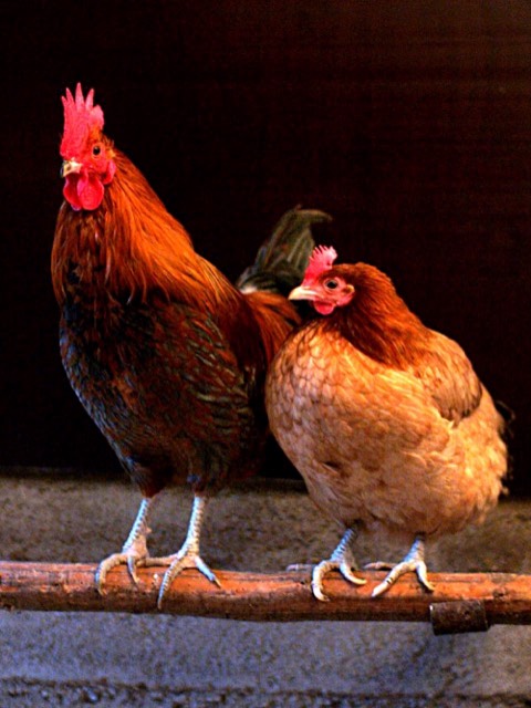 Backyard Chicken