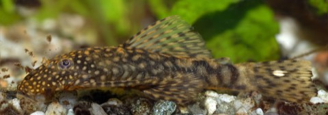 Bristlenose Pleco