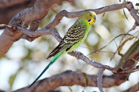 Budgerigar (Budgie)