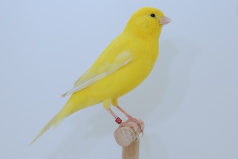 Canary