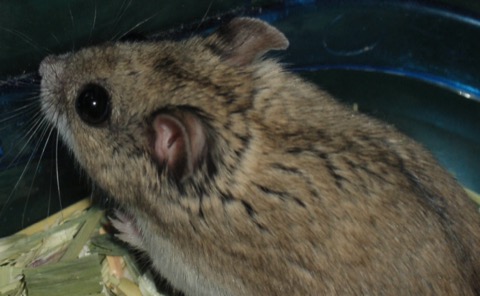 Chinese Hamster