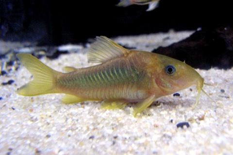 Corydoras Catfish (Cory)