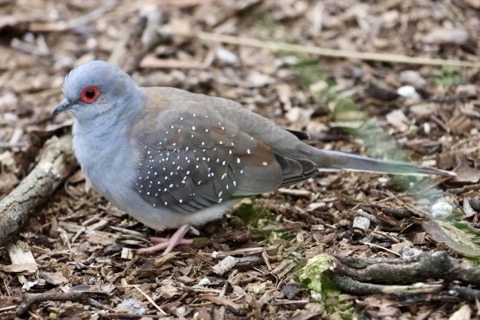 Diamond Dove