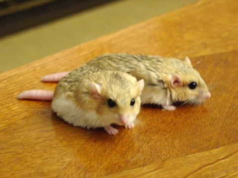 Duprasi (Fat-Tailed Gerbil)
