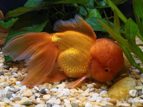 Fancy Goldfish
