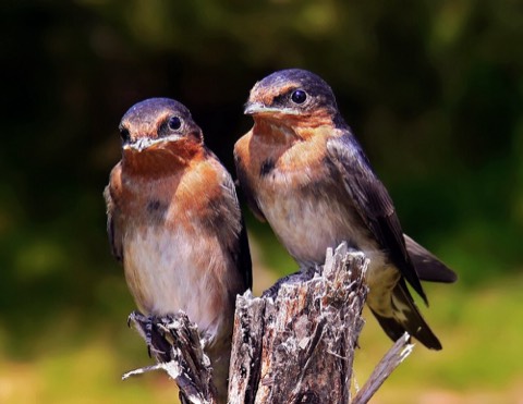 You found a baby bird