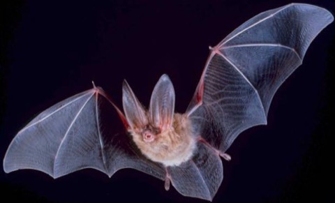 You found a bat