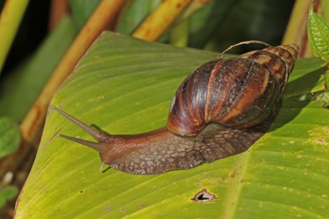 Giant African Land Snail