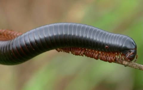 Giant African Millipede