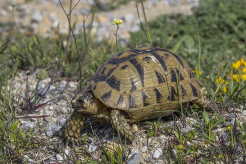 Greek Tortoise