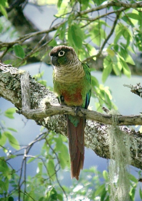 Green-Cheeked Conure