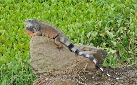 Green Iguana