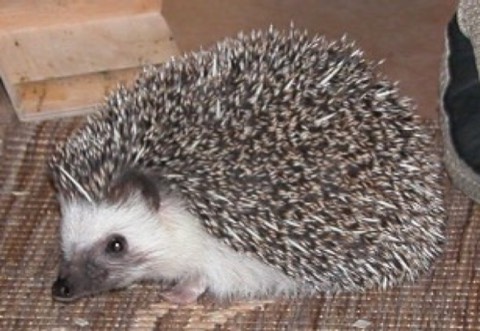 African Pygmy Hedgehog