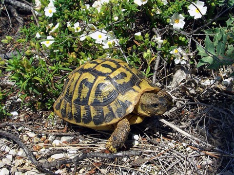 Hermann's Tortoise