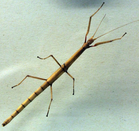 Indian Stick Insect