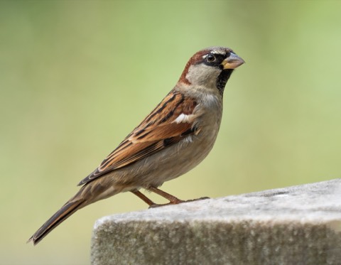 You found an injured wild bird