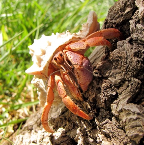 Land Hermit Crab (Purple Pincher)