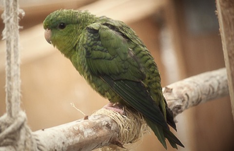Lineolated Parakeet (Barred Parakeet)