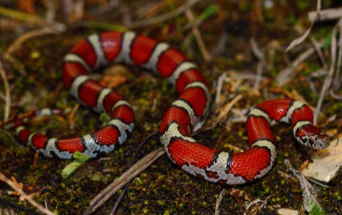 Milk Snake