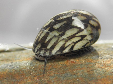 Nerite Snail