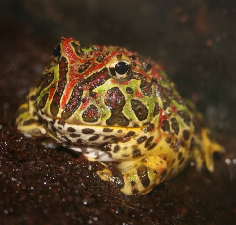 Pacman Frog (Ornate Horned Frog)
