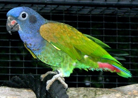 Blue-headed Pionus