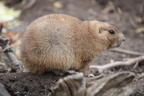Prairie Dog