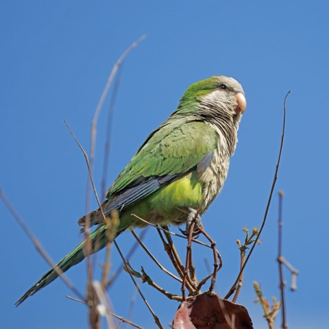 Quaker Parrot (Monk Parakeet)