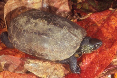 Reeves' Turtle (Chinese Pond Turtle)