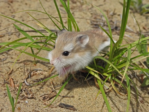 Roborovski Hamster