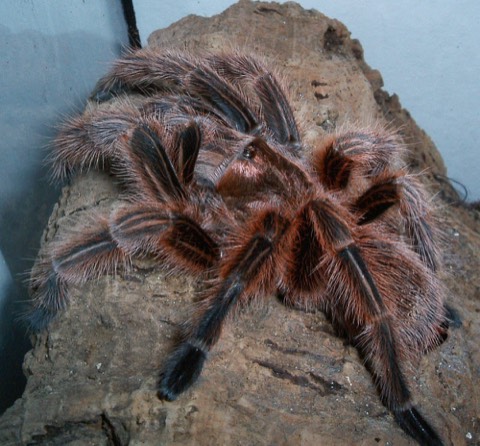 Chilean Rose Hair Tarantula