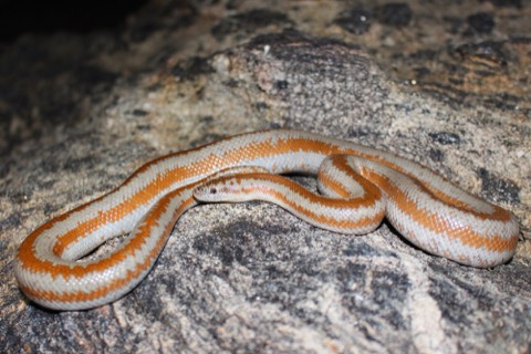 Rosy Boa