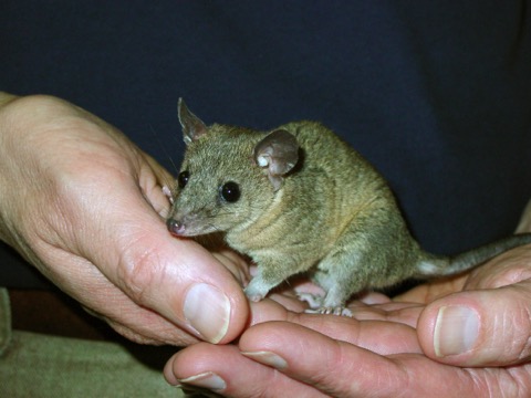 Short-tailed Opossum