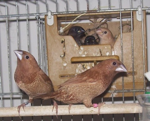 Society Finch (Bengalese Finch)